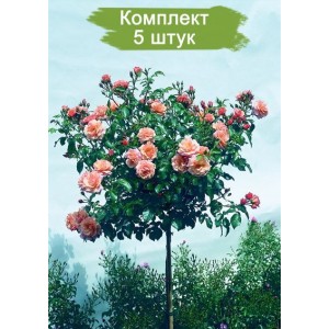 Саженцы штамбовой розы Априкола (Aprikola) -  5 шт.