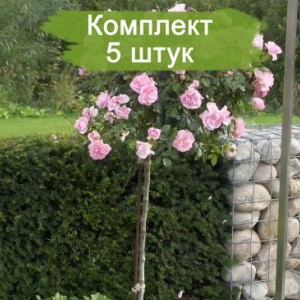 Саженцы штамбовой розы Боника (Bonica) -  5 шт.