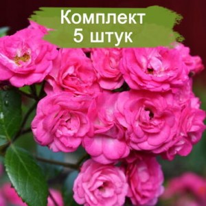 Саженцы штамбовой розы Динки (Dinky) -  5 шт.