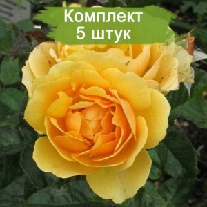 Саженцы штамбовой розы Эмбер Куин (Amber Queen) -  5 шт.
