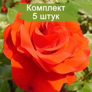 Саженцы штамбовой розы Ремембрэнс (Remembrance) -  5 шт.