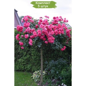 Саженцы штамбовой розы Розариум Ютерзен (Rosarium Uetersen) -  5 шт.