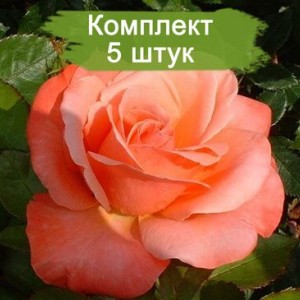 Саженцы штамбовой розы Сильве Джюбилей (Silver Jbuilee) -  5 шт.