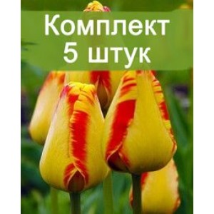 Луковицы тюльпана Банья Лука (Banja Luka) -  5 шт.