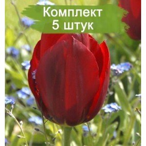 Луковицы тюльпана Паллада (Pallada) -  5 шт.