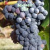 Комплект 5шт / Виноград Аликант Буше: фото и описание