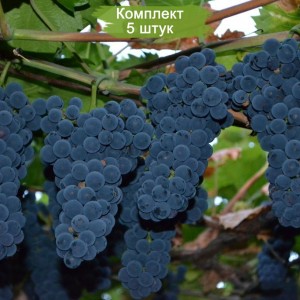 Саженцы винограда Амурский прорыв -  5 шт.