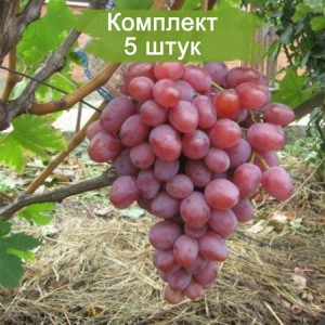 Саженцы винограда Анюта (Ранний/Розовый) -  5 шт.