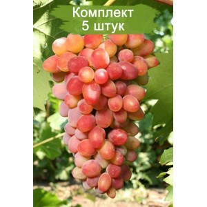 Саженцы винограда Арочный - Кишмиш (Ранний/Красный) -  5 шт.