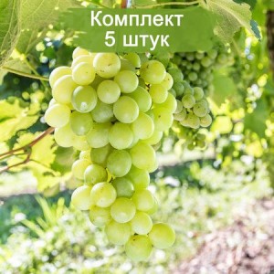 Комплект 5шт / Виноград Химрод - Кишмиш (Ранний/Белый) (Предзаказ)