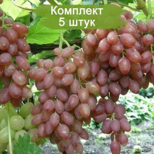 Саженцы винограда Катавба - Кишмиш (Поздний/Розовый) -  5 шт.