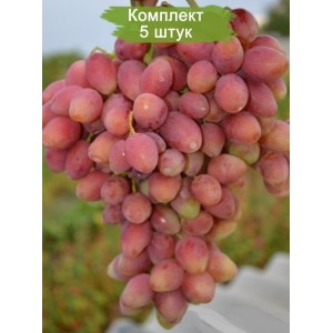 Саженцы винограда Ксения-Анжелика (Ранний/Розовый) -  5 шт.