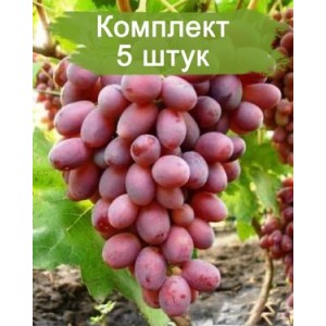 Саженцы винограда Ризамат (Средний/Розовый) -  5 шт.