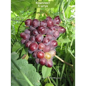Саженцы винограда Сенатор (Средний/Красный) -  5 шт.