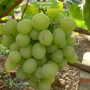 Саженцы винограда Талисман (Средний/Белый) -  5 шт.