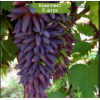 Саженцы винограда Ведьмины Пальцы - Кишмиш (Средний/Фиолетовый) -  5 шт.