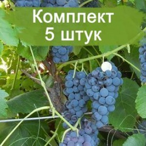 Саженцы винограда Венера - Кишмиш (Ранний/Фиолетовый) -  5 шт.