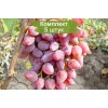 Саженцы винограда Виктор-3 (Поздний/Розовый) -  5 шт.