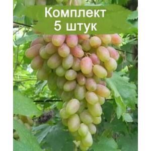 Саженцы винограда Юбилей Новочеркасска (Ранний/Розовый) -  5 шт.