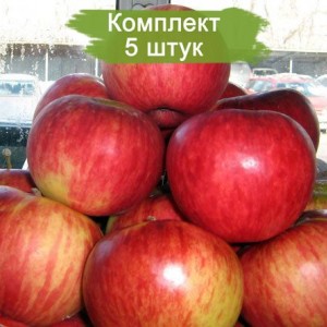 Саженцы яблони Апорт -  5 шт.