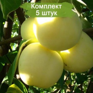 Саженцы яблони Дочь Папировки -  5 шт.