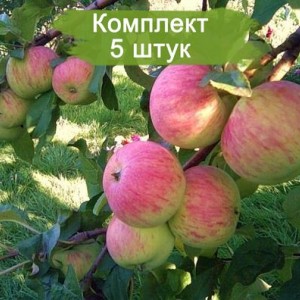 Саженцы яблони Спартак -  5 шт.