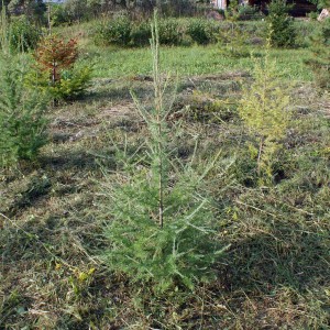 Саженец лиственницы Сибирская 20-40 см
