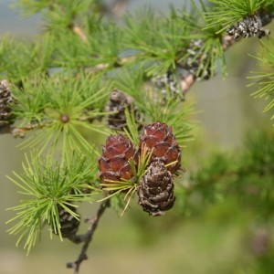 Саженец лиственницы Сибирская от 150 см