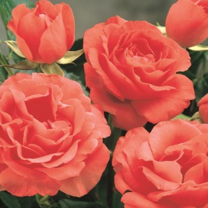 Саженец розы кустовой Мармалад Скайс (Marmalade Skies)
