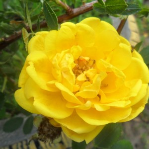 Саженец розы кустовой Пимпринэль (Pimprenelle)
