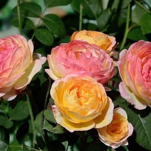 Саженец розы шраб Розоман Жанон (Rosomane Janon )