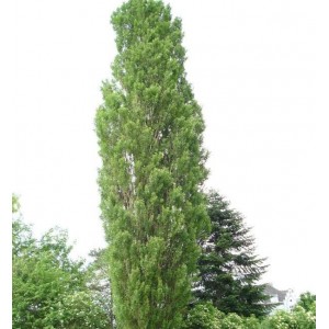 Саженец тополя Серебристый Пирамидальный (100-150 см)