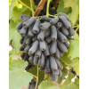 Саженец винограда Аватар (Средний/Черный)