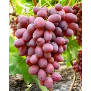 Саженец винограда Ризамат (Средний/Розовый)