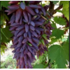 Саженец винограда Ведьмины Пальцы - Кишмиш (Средний/Фиолетовый)