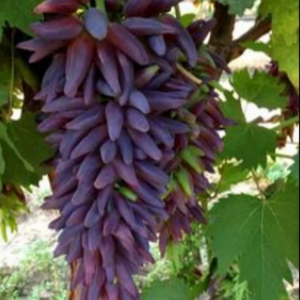 Саженец винограда Ведьмины Пальцы - Кишмиш (Средний/Фиолетовый)