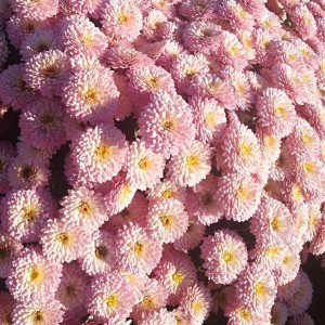 Саженец хризантемы мультифлора Кинг Пинк (King Pink) (Нежно-розовая )