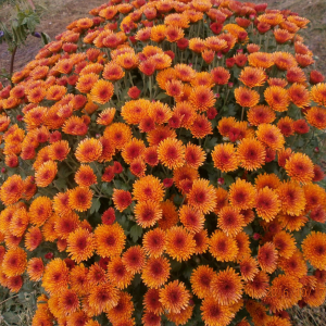 Саженец хризантемы мультифлора Наваре (Оранжевая )