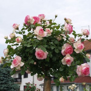 Саженцы розы штамбовой (3 шт. ) Роза Эден Роуз (Eden Rosa)