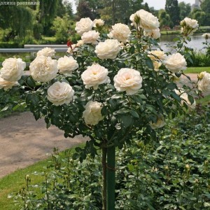 Саженцы розы штамбовой (3 шт. ) Роза Шопен (Chopin)