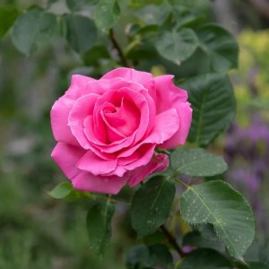 Саженец чайно-гибридной розы Бабкина