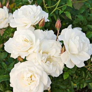 Саженец полиантовой розы Диадэм Уайт (Diadem White)