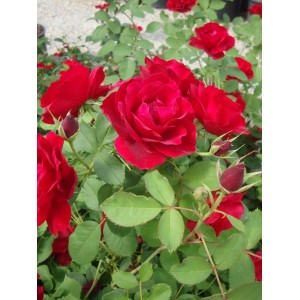 Саженец канадской розы Хоуп фо Хьюманити