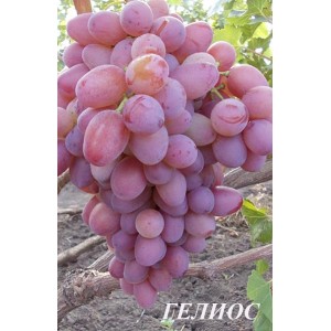 Саженец винограда Гелиос (Ранний/Красный)