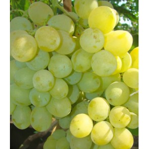 Саженец винограда Первозванный - Кишмиш (Ранний/Белый)