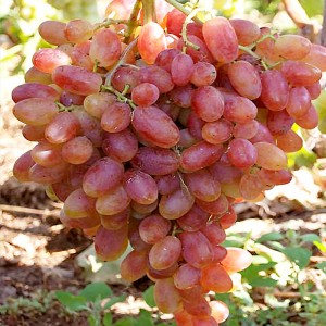 Саженец винограда Преображение (Ранний/Розовый)