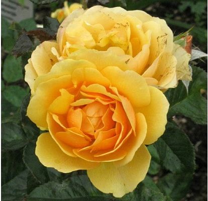 Саженец штамбовой розы Эмбер Куин (Amber Queen)